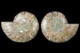 Sliced Ammonite Fossil - Agatized #125006-1